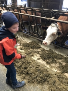 Kinder füttern die Kühe