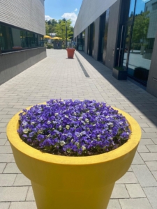 Blumenkübel im Durchgang